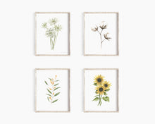 Load image into Gallery viewer, * RETIRING * Scabiosa