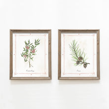 Load image into Gallery viewer, * RETIRING * Pine