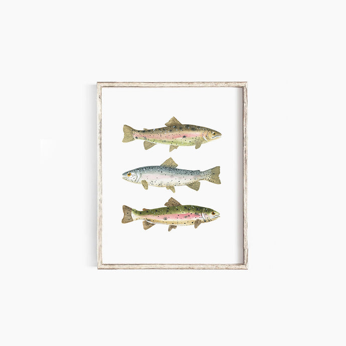 Rainbow Trout