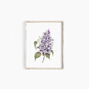 Lilac